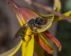Andrena erythronii