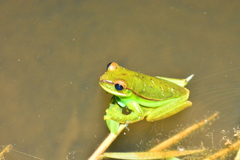 Boana marginata