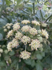 Smyrnium olusatrum