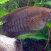 Thick-lip Gourami - Photo (c) anonymous, some rights reserved (CC BY-SA)