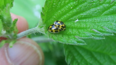 Propylea quatuordecimpunctata