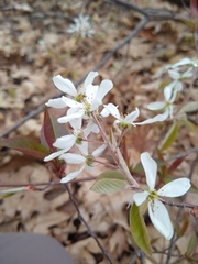 Amelanchier interior