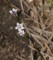 Prismatocarpus tenellus