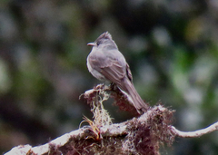 Contopus fumigatus