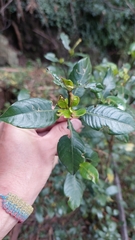 Palicourea boqueronensis