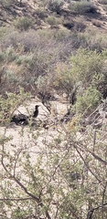 Geococcyx californianus