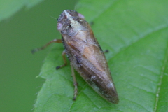 Aphrophora saratogensis