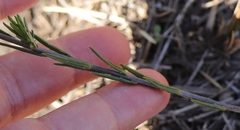 Prismatocarpus tenellus
