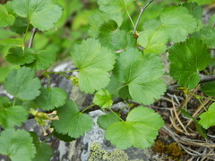 Ribes cereum colubrinum