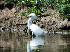 Egretta thula