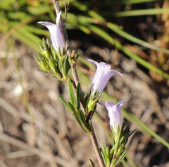 Prismatocarpus tenellus