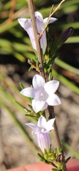 Prismatocarpus tenellus