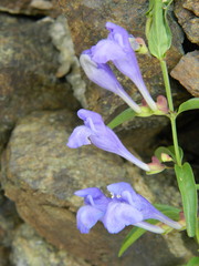 Scutellaria angustifolia