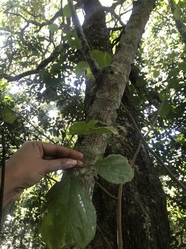 Grewia lasiocarpa, photograph 6