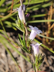 Prismatocarpus tenellus