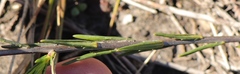 Prismatocarpus tenellus
