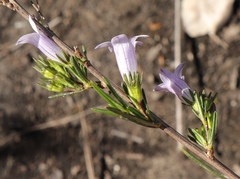 Prismatocarpus tenellus