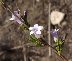 Prismatocarpus tenellus