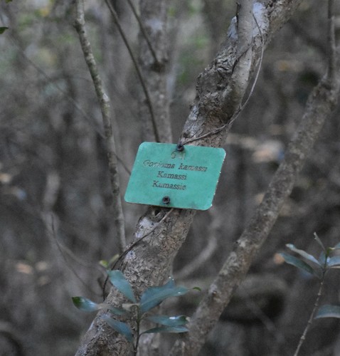 Image of Kamassi (Gonioma kamassi) by (c) Justin Ponder, some rights reserved (CC BY)