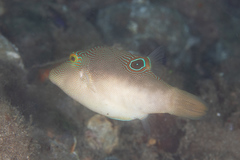 Canthigaster compressa