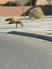 Canis latrans