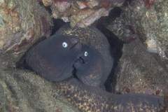 Gymnothorax thyrsoideus