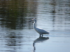Egretta thula
