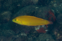 Halichoeres chrysus