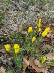 Linum pallasianum