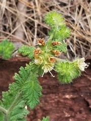 Phacelia malvifolia