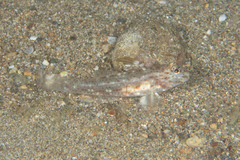Fusigobius melacron