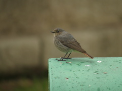 Phoenicurus ochruros