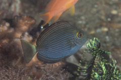 Acanthurus mata