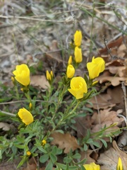 Linum pallasianum