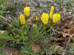 Linum pallasianum