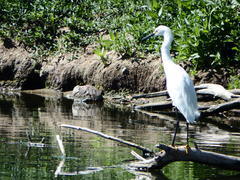 Egretta thula