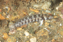 Parapercis tetracantha