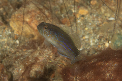 Asterropteryx ensifera