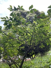 Duranta serratifolia