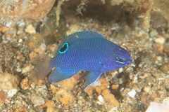 Pomacentrus brachialis