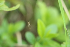 Tetragnatha pinicola