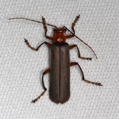 Pacificanthia consors