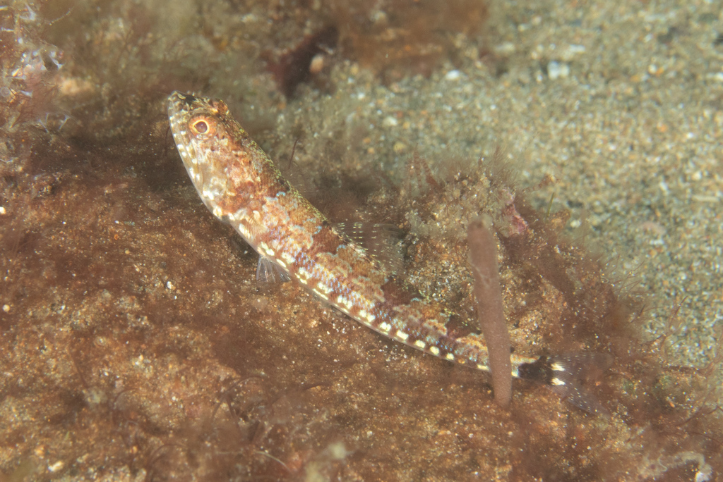 Lighthouse Lizardfish