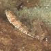 Tailspot Lizardfish - Photo (c) Mark Rosenstein, some rights reserved (CC BY-NC), uploaded by Mark Rosenstein