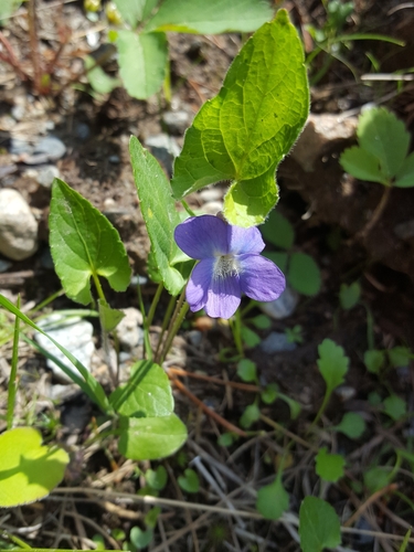 Image of Viola grisea by (c) Morgan, some rights reserved (CC BY)
