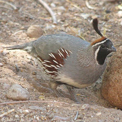 Callipepla gambelii