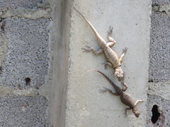 Tropidurus hispidus