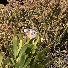 Capys alphaeus alphaeus