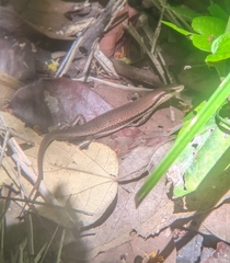 Marisora unimarginata