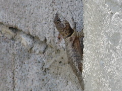 Tropidurus hispidus